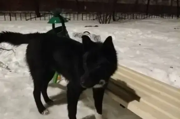 Найдена собака в Серпухове, МО!