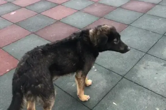 Найдена собака на проспекте Ленина, ищет хозяина в Барнауле