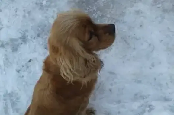 Пропала собака Жужа в Симферополе, вознаграждение гарантировано