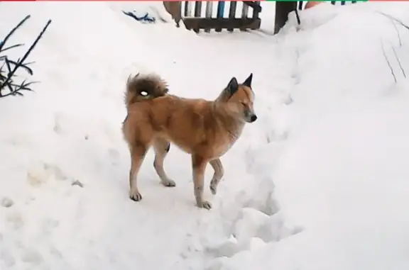 Найдена собака Лайка в Котельниче