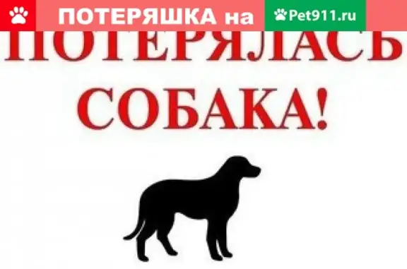 Пропала бело-черная собака в Саратове, район Гусельского моста