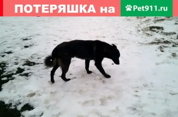 Найдена собака в Челябинске, ищем хозяина