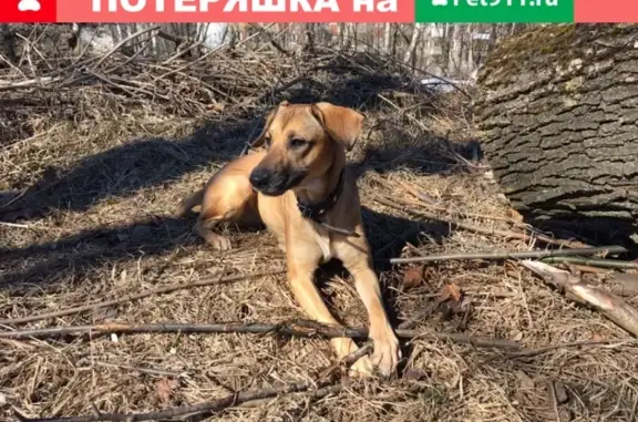 Собаки потеряшки, Нижний Новгород, фото: Потеряшка собака Боби Браун в Советском районе, Нижний Новгород