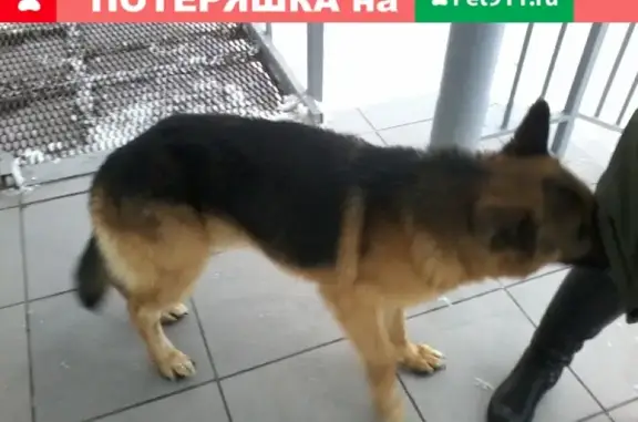 Найдена собака возле вокзала в Безенчуке.