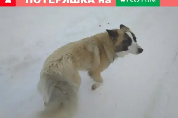 Найдена собака в Лен.обл., выборгском районе.