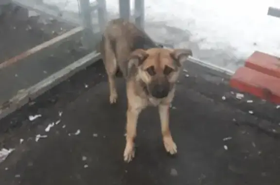 Прихрамывающий щенок найден в Серпухове