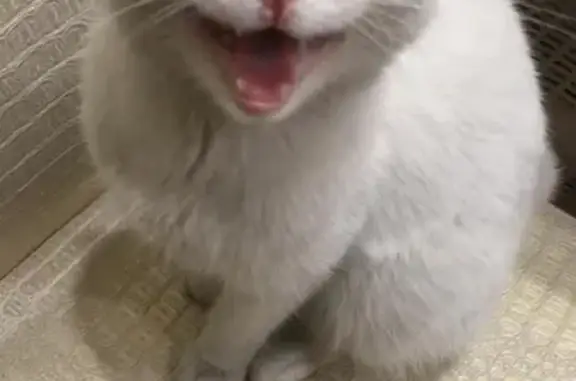 Найдена белая кошка в Ишиме