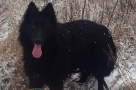 Собаки потеряшки, Пекшиксолинское, фото: Потеряшка собака Тайга в деревне Тумерсола