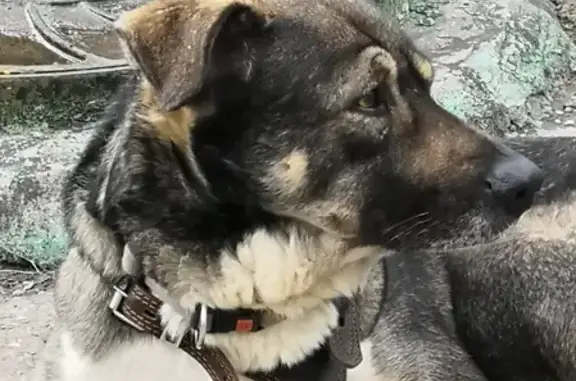 Найдена собака во дворе Москвы