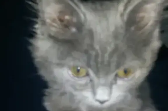 Кошки потеряшки, Шушенское, фото: Потеряшка кошка во 2-м мкр, район 61 дома, тел. указано.