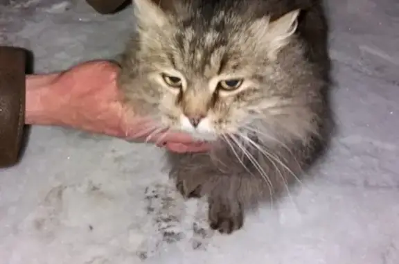 Пропал кот Кузя в Пскове, нужна помощь!