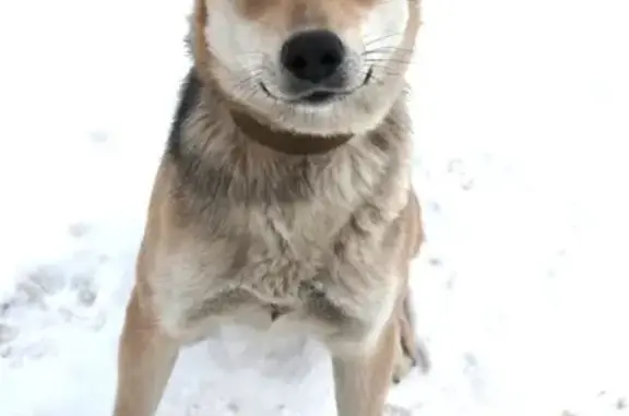 Собаки потеряшки, Вязниковский район, фото: Потеряшка собака в Вязниковском районе!