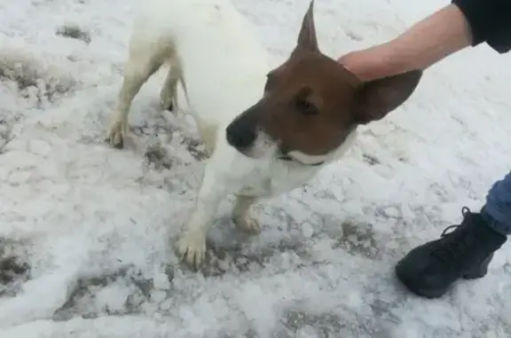Найдена собака в Алексине, Тульская область.