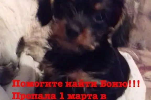 Пропала собака в Волгограде, Красноармейский район.
