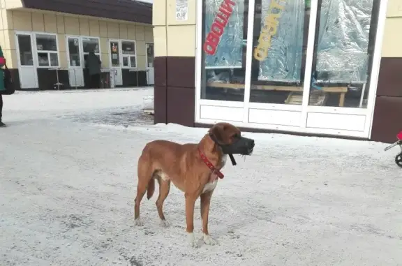 Собака найдена на рынке Панорама-Центр в Омске