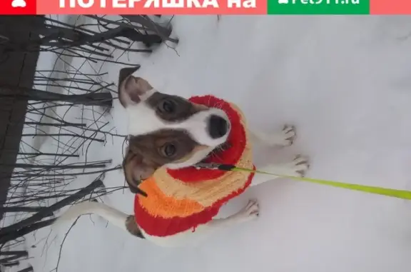 Пропала собака в Волгограде на улице Клименко, 6