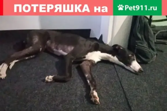 Пропала собака Грейхаунд по адресу Береговая улица, Краснодар.