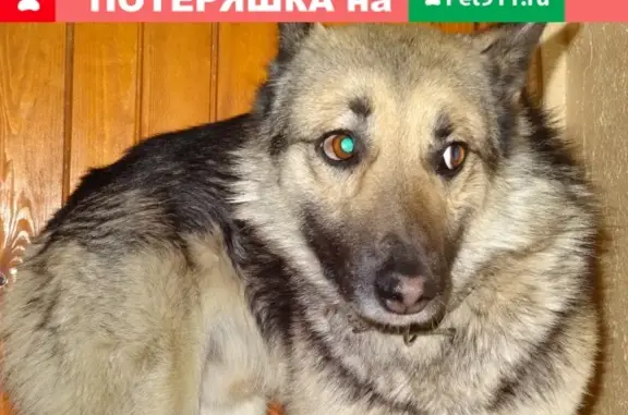 Найдена собака на ул. Архипова 10, ищем хозяев