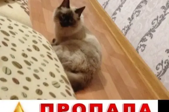 Кошки потеряшки, Курган, фото: Потеряшка кошка по ул. Володарского 109 в Кургане