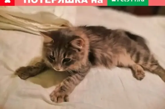 Пропала беременная кошка на ул. Коммунальной, Великоустюгский район