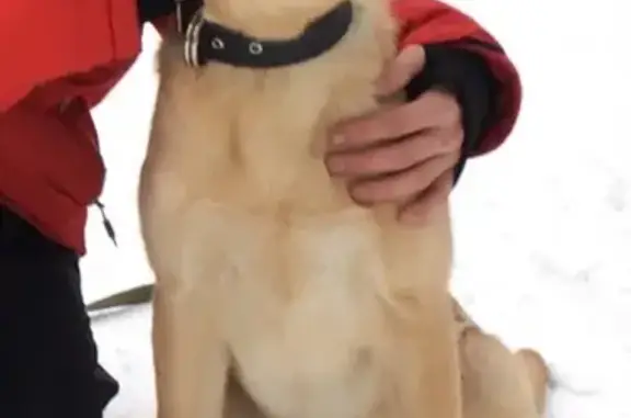 Потерянные животные Таганай, фото: Пропала собака 