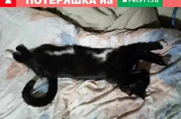 Пропал кот в Железногорске