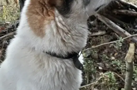 Собаки потеряшки, Якушино, фото: Потеряшка собака в д. Теринская-Самино (Алтай)