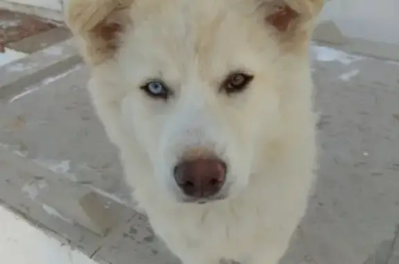 Пропала собака Умка на ул. Танкистов в Челябинске