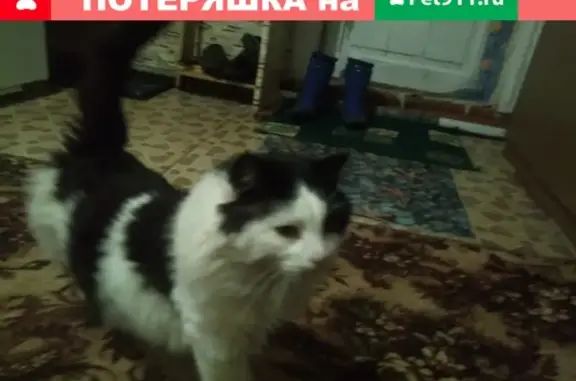 Пропала кошка на Новой улице в Рузе