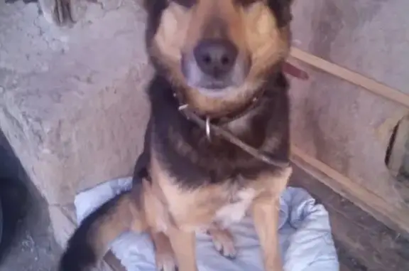 Найден крупный и ласковый пёс в Цаплино, Псков