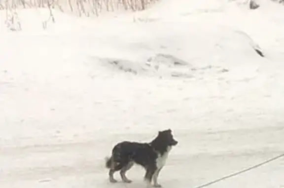Найдена собака ОбъГэс, ищем хозяина