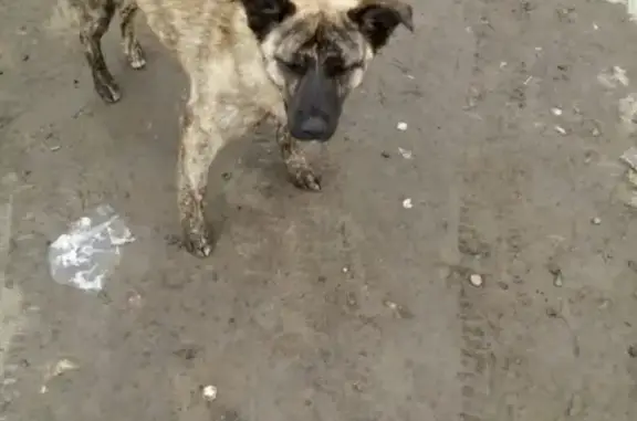 Потеряна собака в Саранске, ищут хозяев!