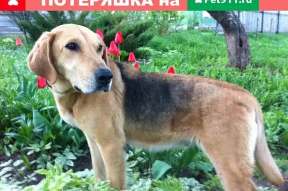 Пропала собака Эмма в Рязани!