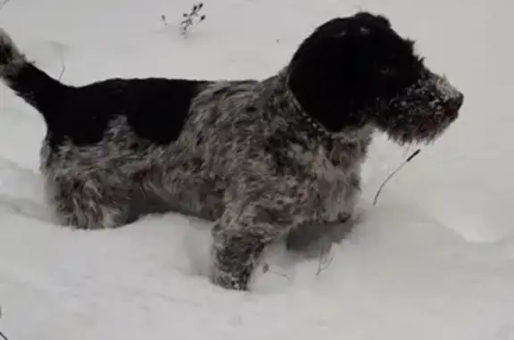 Пропала собака породы дратхаар в Казани, вознаграждение 5000р