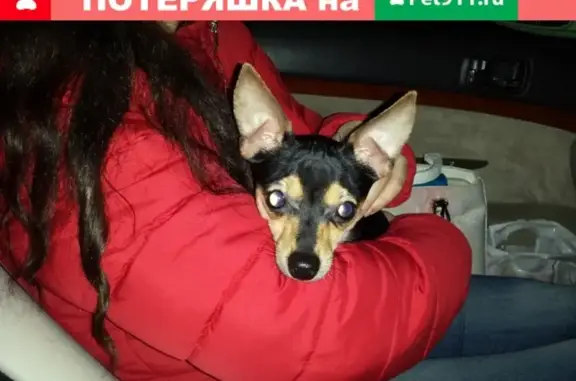 Пропала собака Татоша в Славянске-на-Кубани