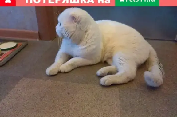Найден кот в центре Саратова, ищем хозяина!