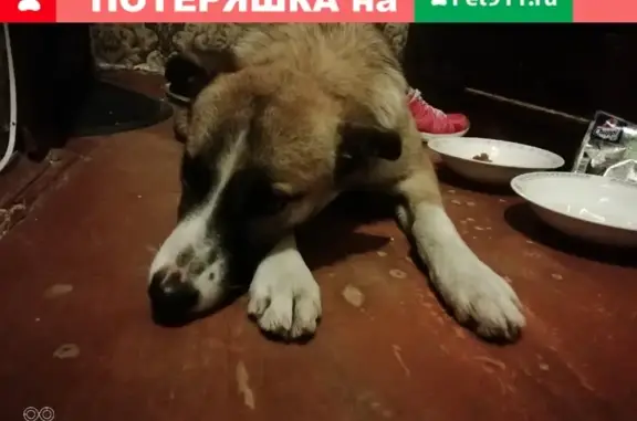 Собака потерялась рядом с остановкой Мичурина, Белгород