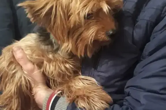 Найдена собака на Комсомольском проспекте в Твери