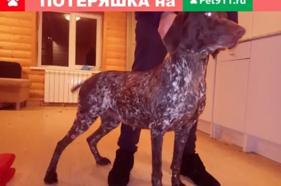 Найдена собака в пос. Поварово, Московская область
