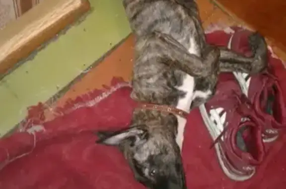 Пропала собака в Назарово, Красноярский край.