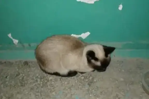 Найдена сиамская кошка на ул. Старых большевиков, Екатеринбург