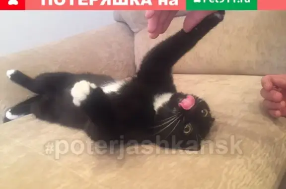 Найден домашний кот возрастом до года у ГПНТБ в Новосибирске