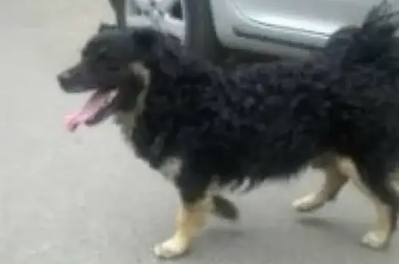 Найден пес в Металлострое, СПб!
