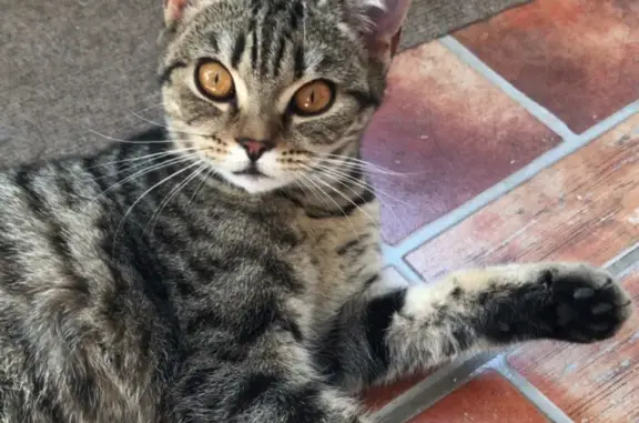 Найдена домашняя кошка в Самаре