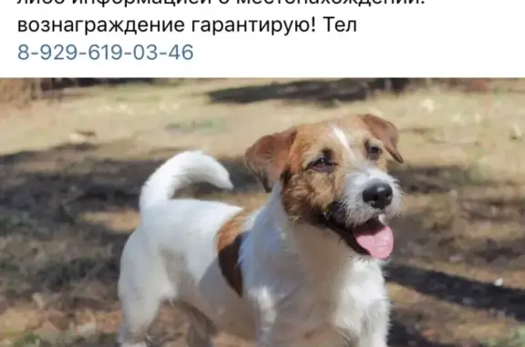 Пропала собака в поселке Русский Акташ, Татарстан.