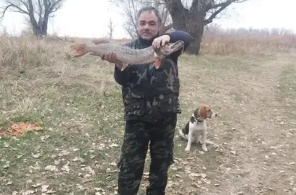Пропала собака в Гусь-Хрустальном, помогите найти