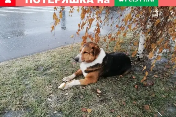 Найдена собака на проспекте Ленина в Подольске! SOS!