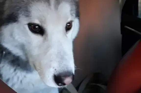 Пропала собака хаски в Астрахани, есть отметина на носу и ошейник, 89618126252