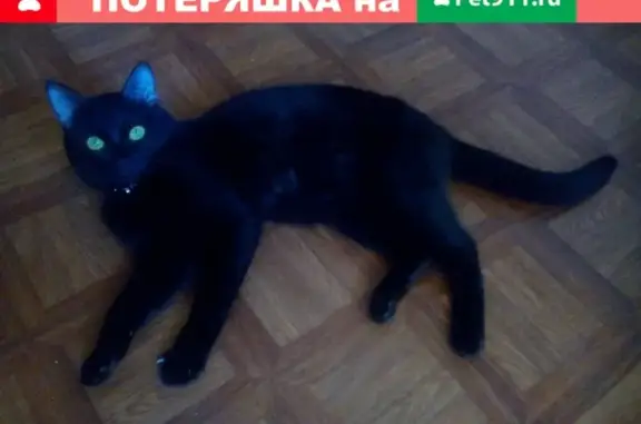 Кошки потеряшки, Тольятти, фото: Потеряшка кот Фёдор в 3а квартале, Тольятти