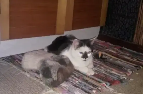 Найден домашний котик на ул. Комсомольской, Брянск